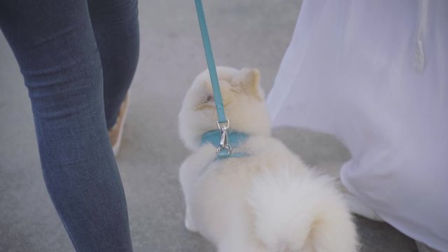 Woman and Her Dog