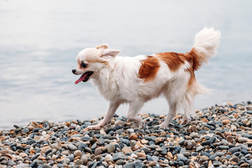 small happy beautiful Chihuahua dog runs quickly along the beach on sea with its tongue out in pleasure