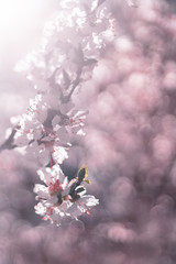 vertical background of a cherry tree blossom with small pink flowers in springtime sunlight, selective focus and lens flare