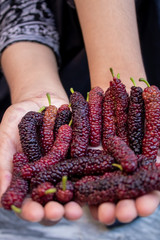 Red mulberries in hand. Red purple mulberries fresh mulberry provides fiber and nutrients highly .