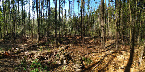 Spring walks in the forest.