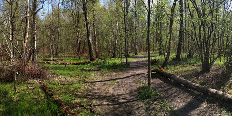 Spring walks in the forest.