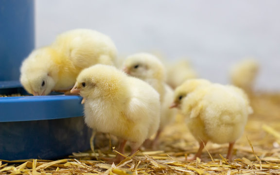 Broiler chickens that have recently hatched and are standing near the feeder. Growing broilers at home.