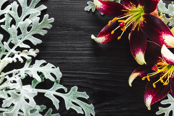 Dusty Miller with Lillies on Black Background