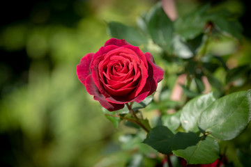 Classic red rose