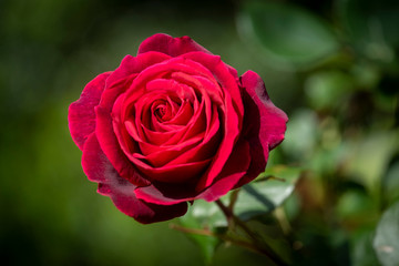 Red rose up close