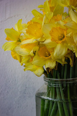 beautiful bouquet of yellow daffodils