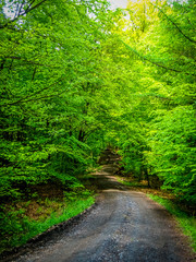 Saftig grüner Waldweg