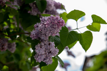 lilac is blooming