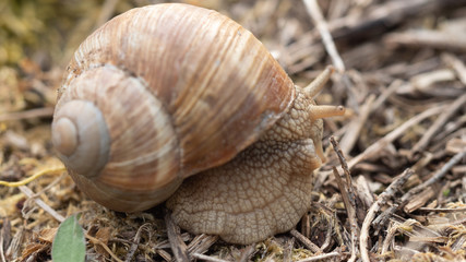 ślimak © Roman