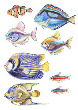 tropical fish - colored pencil illustration
