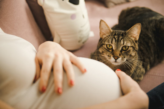 Cat lying at on pregnant woman's belly. Hands touching a cat. Pregnant Woman With Cat Relaxing At Home