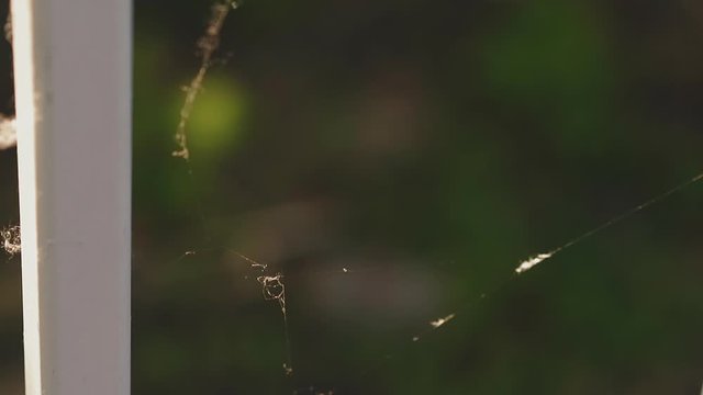 CU, slow motion: thin spiderweb trembles near white wooden fence plank on blurred green background on sunny summer day extreme close view