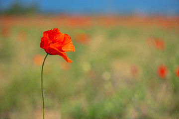 Poppy flower on the left side against the background of a poppy field and mountains in the distance. horizontal position