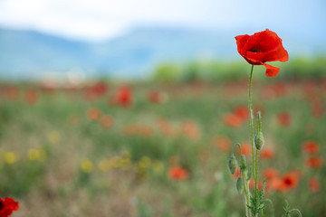 Poppy flower on the right side in the background. Poppy field and mountains in the distance. horizontal position