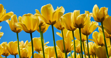 Obraz premium Tulip yellow flowers garden spring background, pattern or texture.