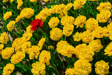 Tulip colorful flowers garden spring background, pattern or texture.