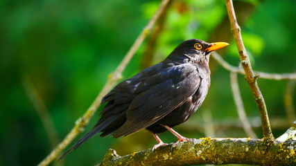 Ulm, Deutschland: Eine Amsel auf einem Ast