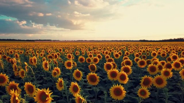 Flying over a field of flowering sunflowers. field of sunflowers at sunset.