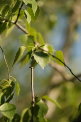 Young birch tree leaves on the branches closeup