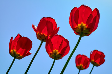 Tulip red flowers garden spring. Sunny blue background.