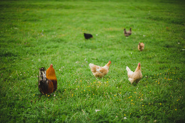 Village chickens on the green grass