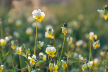 Obraz premium Field mini violets, delicate petals small white and yellow flowers grass macro close-up in sunset light blurred background