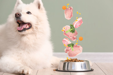 Cute Samoyed dog and bowl with pet food near color wall