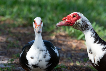 Male muscovy duck with black and white feathers and a red bumpy face patch is standing with his smaller female companion against blurred green grass and brown soil.