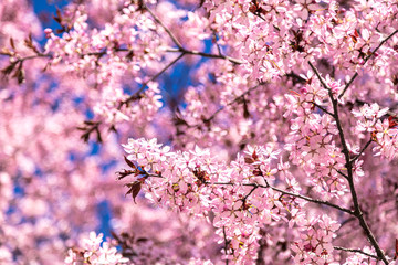 Close up of sakura blossom. Sunny spring day