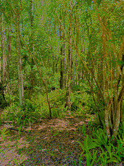 HDR Florida forest 2