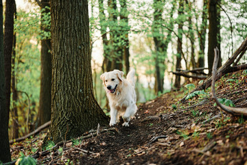 Joyka the Golden Retriever is chasing a squirrel during a hike in Western Pennsylvania 