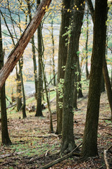 the trees with first spring leaves are lit by the setting sun in Pittsburgh, Western Pennsylvania