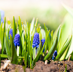 Muscari blue with place for text. Beautiful blue spring flowers. Flowers with place for text. An article about spring flowers, their planting and care. Care for street flowers.
