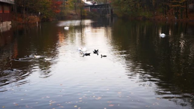 Yellow cold autumn in a small pond near the pier, many black and white ducks and two swans and gander swim together at dusk, in the water there are many fallen leaves of different colors.