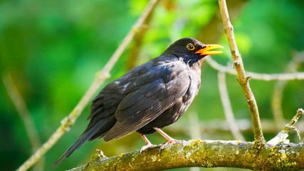 Ulm, Deutschland: Ein Amsel beim Singen