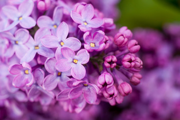 Fototapeta na wymiar close up of lilac