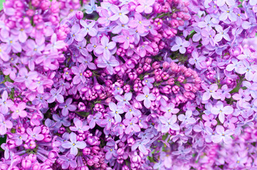 purple flower background