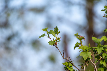 Blackcurrant or black currant berries spring green bush branch with bokeh blurred background. Gardening on blue sunny sky