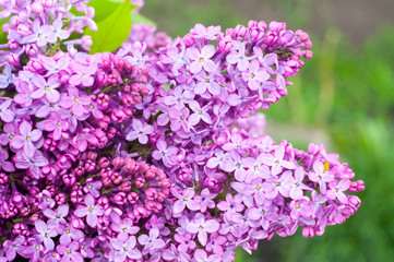 Obraz premium purple lilac flowers