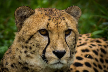 Portrait of a cheetah. Close up of a Cheetah. 
cheetah looking to the right. Acinonyx jubatus.
