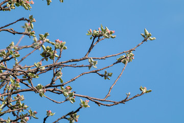 Beliy Naliv, the White apple cultivar flower buds on branches. Apple tree spring delicate flowers bloom in garden with green leaves on blue sunny sky