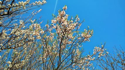 blooming almonds