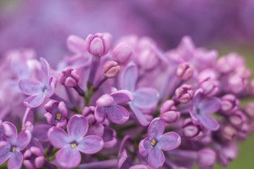 Fototapeta na wymiar close up of lilac flowers