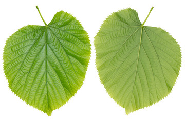 Leaf Close Up Macro High Detail Texture on Both Side Isolated on White Background.