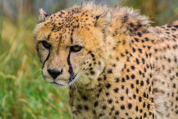 Acinonyx jubatus. Close up of a Cheetah. Cheetah hunting prey. 
cheetah looking for a  prey.