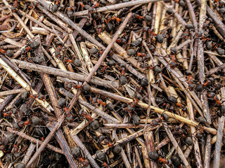 Wood Ant. Anthill. Close-up of an army of red ants crawling in an anthill made of twigs and straw