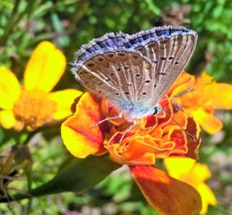 butterfly on flower