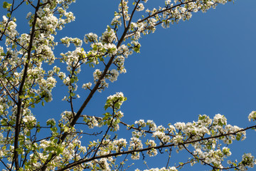 Pear tree spring delicate white flowers bloom on branches in garden with green leaves and bright blue sky background