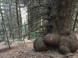 tree in the woods